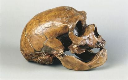 Cr&aacute;neo de &#039;Homo neanderthalensis&#039;.