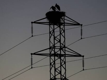 Dos cigüeñas permanecen en el nido de la torre de un tendido eléctrico. 