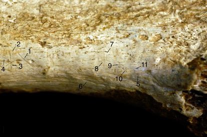 Una pierna fósil desvela el caso de canibalismo más antiguo, hace 1,45 millones de años | Ciencia | EL PAÍS