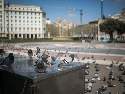 La plaza Catalunya llena de palomas durante la primera semana de confinamiento.