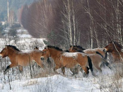 Una manada de caballos de Przewalski, en Chern&oacute;bil (Ucrania).