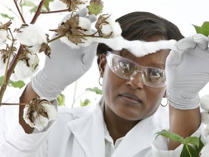 Una investigadora de Bayer analiza un cultivo de algodón. Abajo, Jesús Madrazo, ejecutivo de Crop Science. 