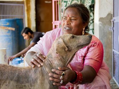 Kamla, una de las trabajadoras de Animal Aid, acaricia a uno de los perros que se recuperan en las instalaciones.