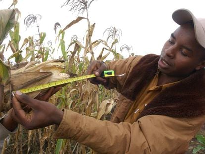 Un joven agricultor mide un cultivo de ma&iacute;z en Kenia.