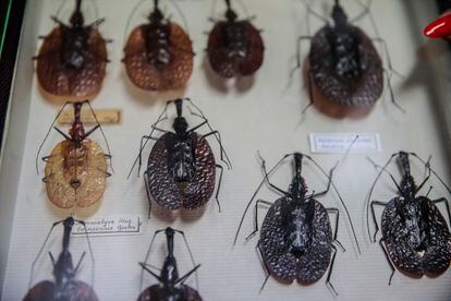 A tray with Malaysian fiddle beetles.