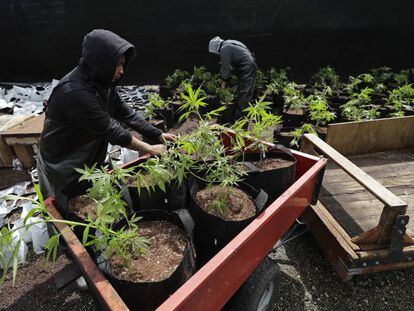 Trabajadores de una compañía productora de marihuana en Shelton, en el Estado de Washington, el pasado 12 de abril