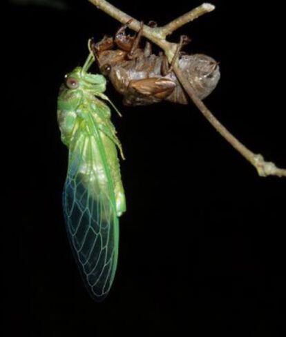 Cicadas durante el rito de apareamiento.