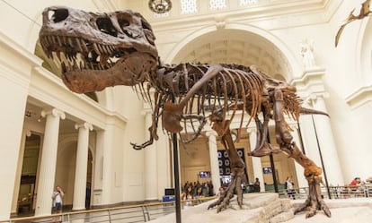 Esqueleto de tiranosaurio rex expuesto en el museo Field de Chicago. 