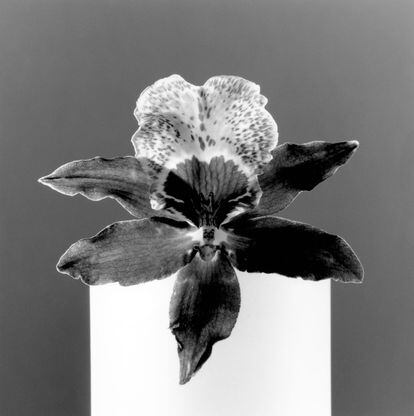 El malogrado Mapplethorpe (1946-1989) dejó para la posteridad uno de los más notables legados fotográficos de la historia. Con un inconfundible estilo en el que prevalecen los contrastes tonales en blanco y negro y el carácter escultórico y tridimensional de las formas planas, el artista estadounidense se centró temáticamente en las figuras masculinas y florales