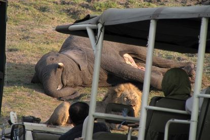 Al contrario que en Moremi, en el parque nacional de Chobe los turistas abundan. En la imagen, un grupo de turistas miran  a un león que descansa junto a un elefante muerto por enfermedad
