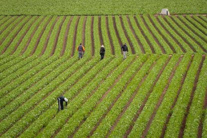 Trabajadores en una plantación de lechugas en la pedanía murciana de Lobosillo, en noviembre de 2021.