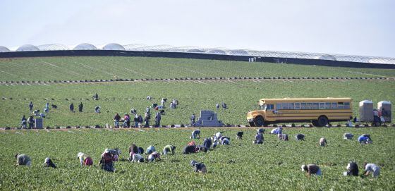 Trabajadores en un campo de fresas de San Quintín, el 25 de marzo.