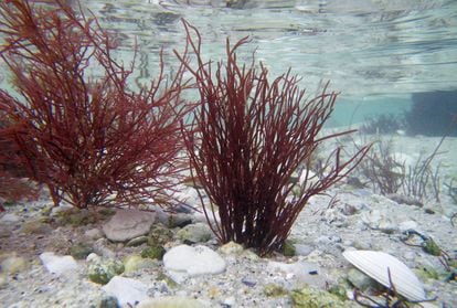 La 'Gracilaria gracilis' es una alga roja propia del Atlántico cuyos gametos masculinos son incapaces de moverse en busca de los femeninos, por lo que depende de terceros para reproducirse. Se creía que solo el agua hacía de vector, pero ahora unos pequeños crustáceos se han añadido a la lista.