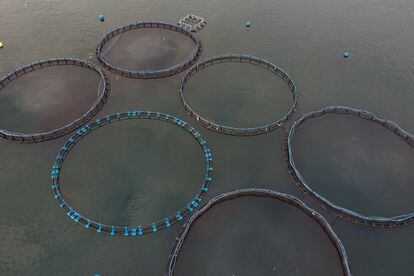 Vista general de la piscifactoría flotante de besugos que Isidro 1952 tiene en el mar de Lorbé, la única del mundo.