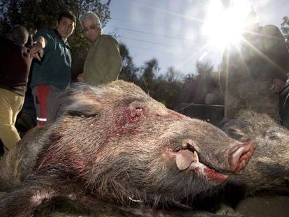 Dos jabal&iacute;es abatidos en una batida en 2011.