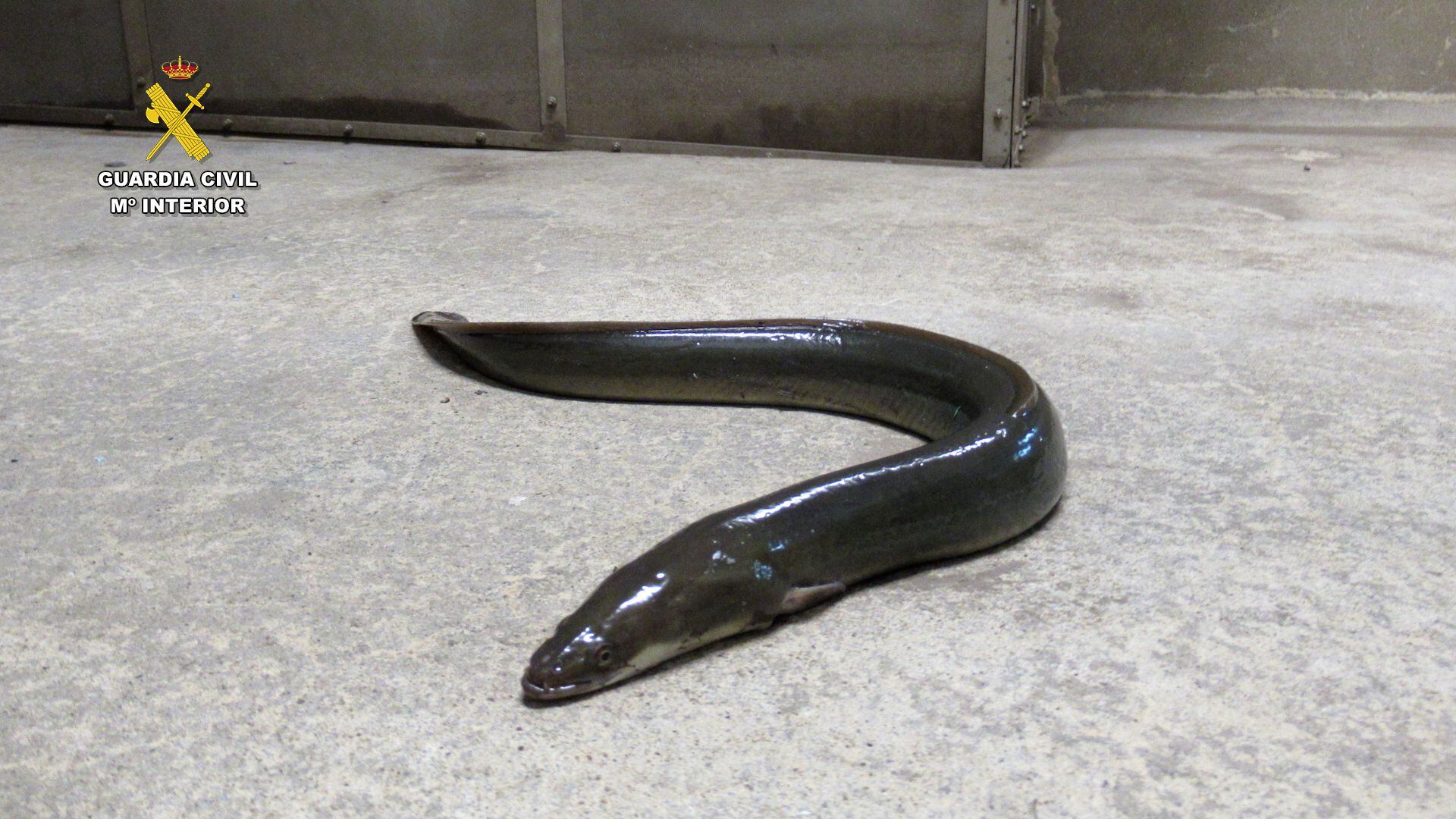 Un ejemplar de anguila adulta decomisada a los contrabandistas. 