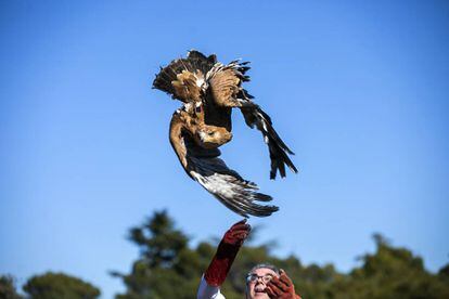 El águila imperial vive uno de sus mejores momentos desde los años 50 |  Madrid | EL PAÍS