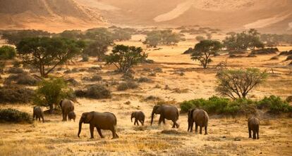 Elefantes africanos en la región namibia de Damaraland.