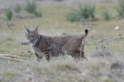 Un lince liberado en la zona de las Guarrizas, Jaén.