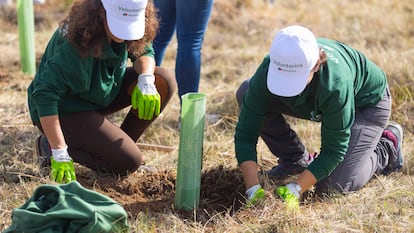 Los voluntarios han plantado casi 30.000 árboles en España, 25.000 en Brasil y más de 15.000 en México.