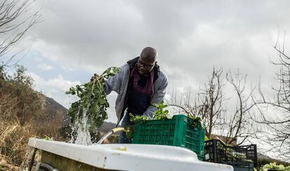 Ismael lava hojas de brócoli silvestre recién cortadas. El brócoli se empaquetará y venderá en los mercados con los que trabaja la cooperativa Barikama, formada por migrantes africanos.