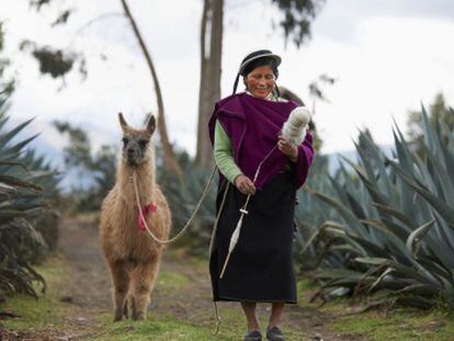 Los indígenas quichua, de Ecuador, vuelven a criar llamas, alpacas y vicuñas, animales menos nocivos para el ecosistema que las ovejas.