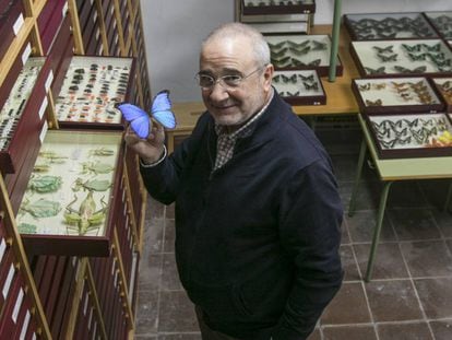 El entómologo Jorge Martínez muestra una mariposa de su colección.