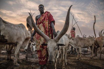 Un hombre sudanés de la tribu Dinka posa entre las vacas a primera hora de la mañana en su campamento de ganado en Mingkaman, en el estado de Lagos (Sudán del Sur).