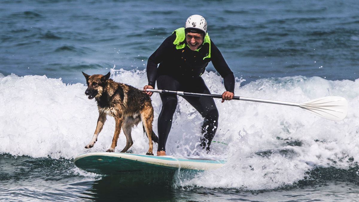 Así es Wolfy, el pastor alemán al que le gusta hacer surf y paddle surf
