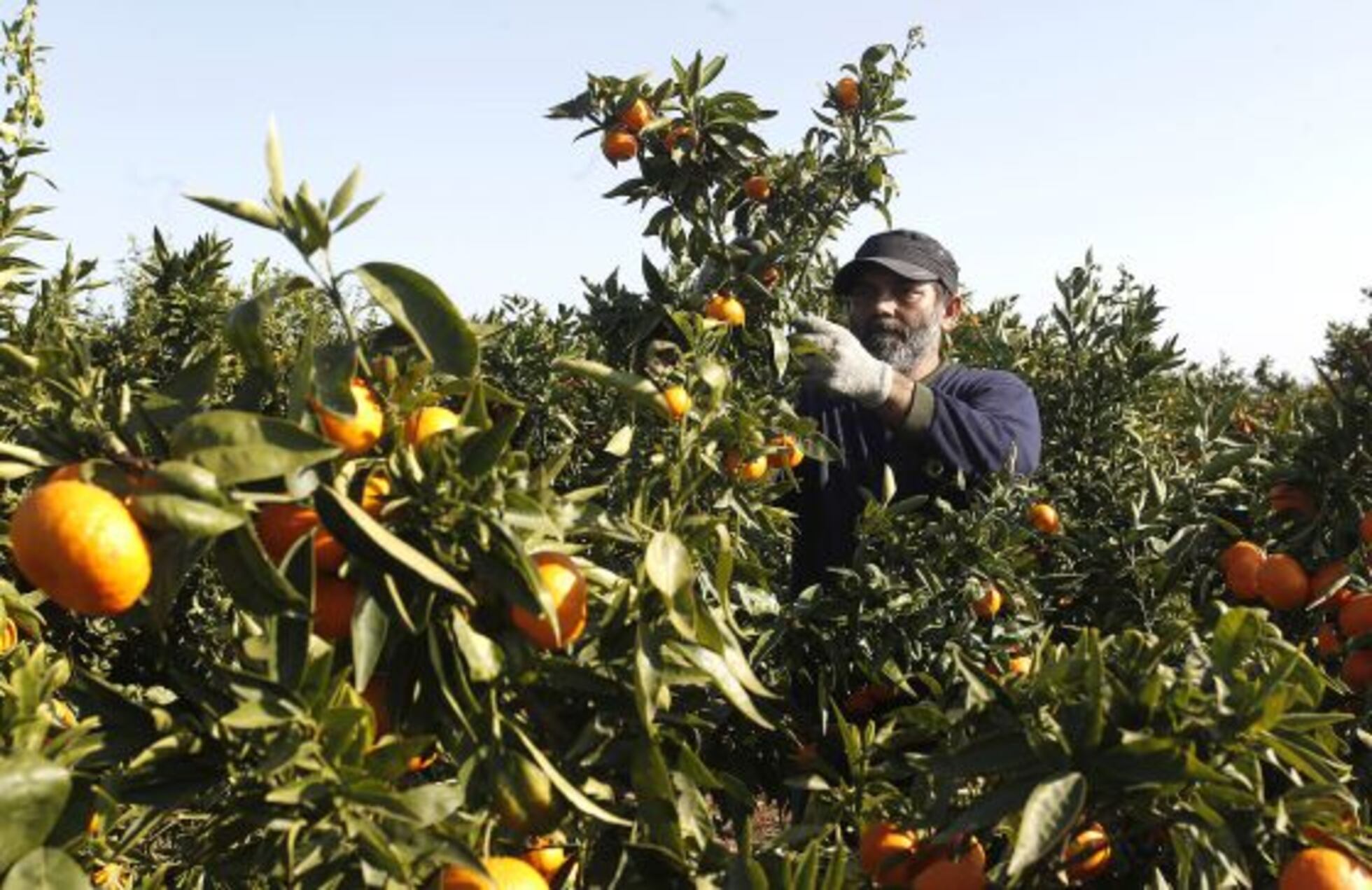 La Subida De Las Temperaturas Reduce La Cosecha De Cítricos Un 22