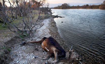 Una de las reses abandonadas, muerta junto al Ebro.