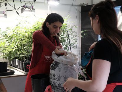 Valeria Salech y Julieta Molina, dos mujeres que trabajan con el colectivo Mamá Cultiva, transplantan marihuana, en la ciudad de Buenos Aires.