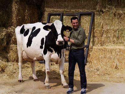 El presidente de la Junta de Andalucía, Juanma Moreno, se ha reencuentra la vaca que según él le "ayudó a ganar las elecciones", en una finca en Añora (Córdoba), el 8 de junio de 2022.
