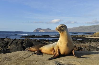 Leones marinos en Puerto Egas, en la costa oeste de la isla de Santiago, en las Galápagos.