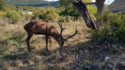 El ciervo 'Carlitos', que visitaba habitualmente Linarejos, una aldea de la sierra de la Culebra, en Zamora.