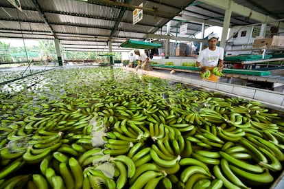 Banana plant in Guayaquil belonging to the multinational Dole, in a file image.