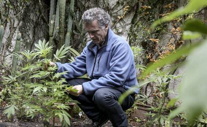 El empresario Eduardo Blasina, en una plantación de marihuana.