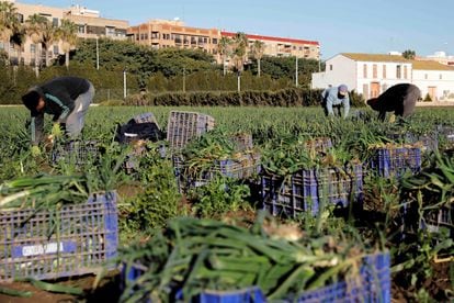 Varios trabajadores de la huerta valenciana el pasado mes de enero en Alboraia (Valencia).