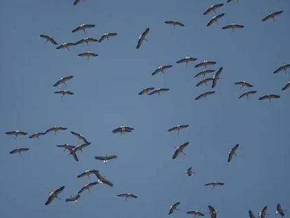 A mediados de verano, miles de cigüeñas de Europa Occidental vuelan los cielos del estrecho de Gibraltar a la espera de los vientos que las lleven a África
