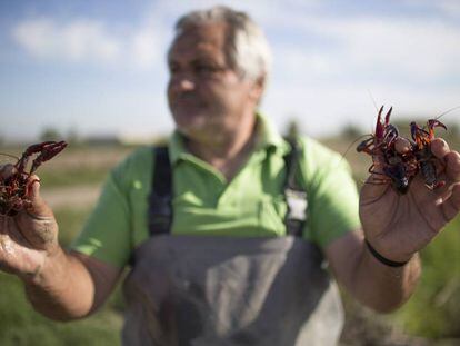 Un pescador de cangrejo rojo de Isla Mayor (Sevilla). 