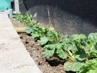 Acelgas cultivadas con agua de mar en el norte de Chile.