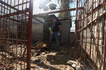 El veterinario Amir Khalil durante el momento de la evacuación del león Simba en el zoo de Mosul.