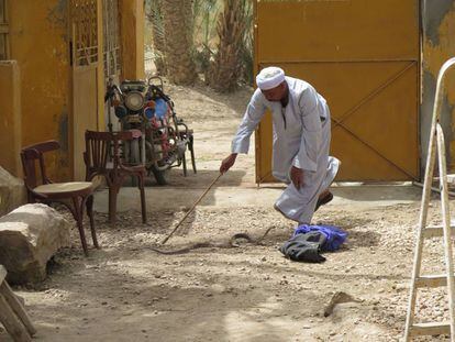 El capturador de serps (H'awi) intenta enxampar una cobra a la casa de la missió de la fundació arqueològica Clos-Museu Egipci a Sharuna (Egipte).