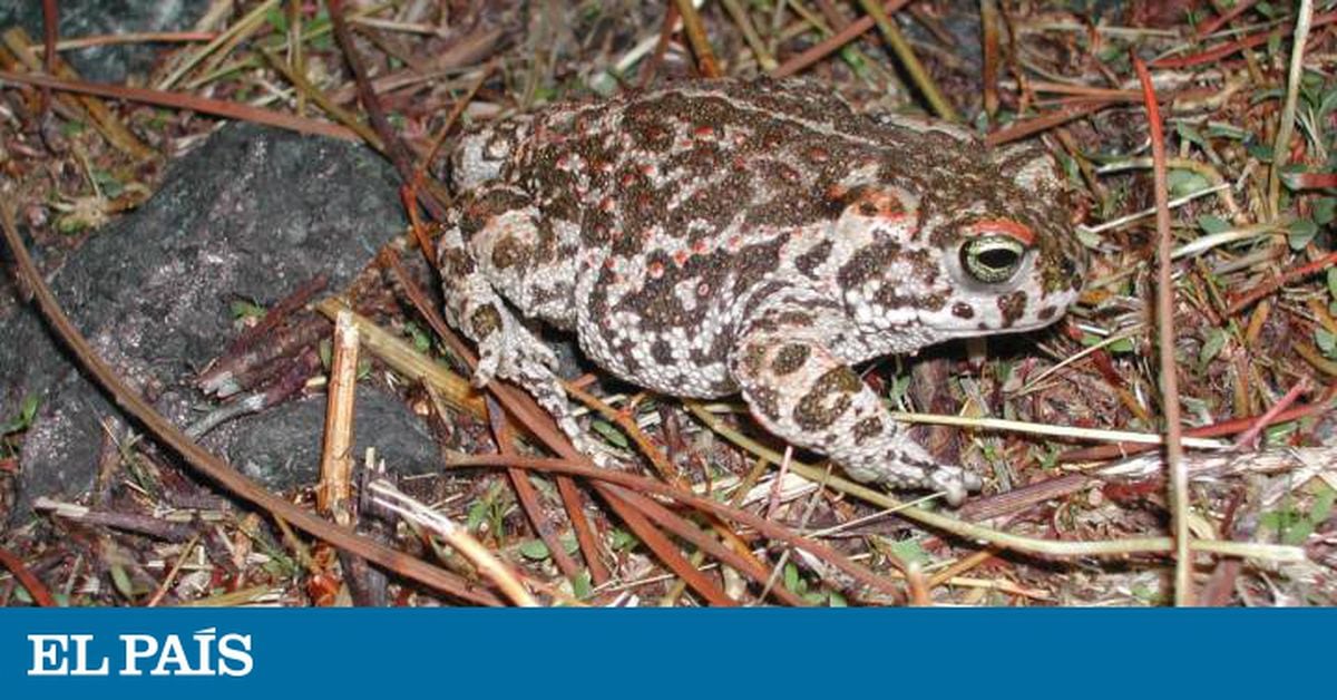 Los sapos tienen en el oído interno detectores sísmicos para saber cuándo  llueve | Ciencia | EL PAÍS