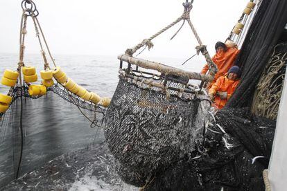 Un grupo de pescadores saca una red llena de anchovetas.