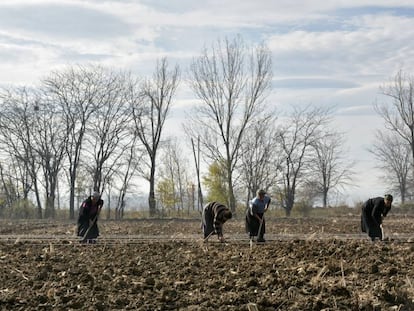 Agricultores aran el suelo en Lomtagora (Georgia).