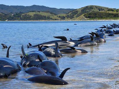 Más de 400 ballenas acabaron varadas en una playa de Nueva Zelanda durante el pasado fin de semana.