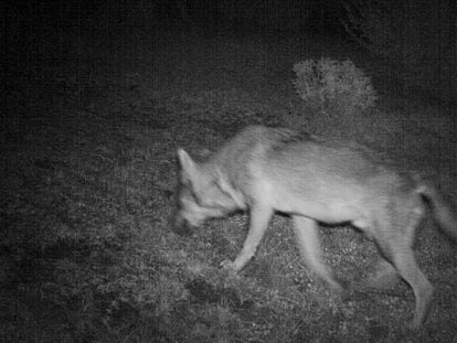 Lobo posiblemente de origen italiano captado en octubre en la comarca aragonesa de Ribagorza por una c&aacute;mara de fototrampeo.