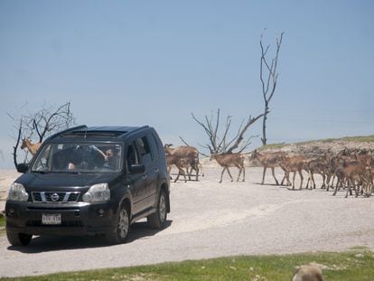 Una familia avanza por los senderos del Africam Safari en su camioneta, el 25 de julio.