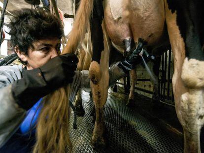 Una mujer ordeña una vaca.